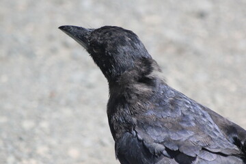crow on the ground