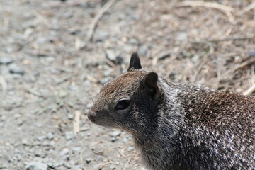 squirrel on the beach