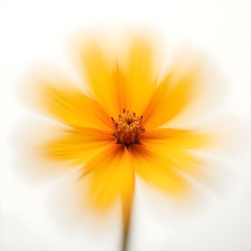 A single Shefali flower white background