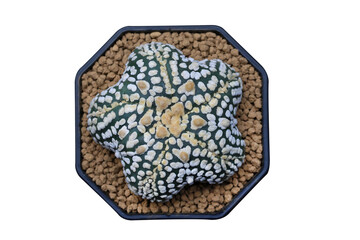 Top view of Astrophytum asterias superkabuto star-shape in a pot isolated on transparent background png file