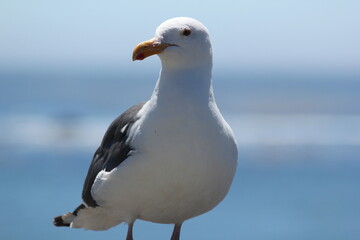 seagull on a rock