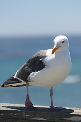 seagull on a rock