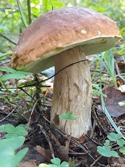 boletus edulis mushroom © Марина Алексеева