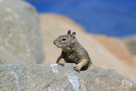 squirrel on the rock - Powered by Adobe