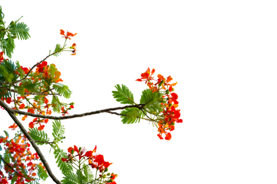 PNG of Royal Poinciana Flower Branch Red Blossoms and Green Leaves on Transparent Background. Royal Poinciana Branch with Red Blossoms and Green Leaves