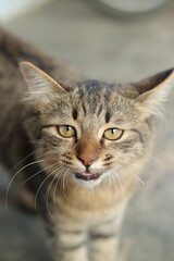 Meowing Domestic Cat