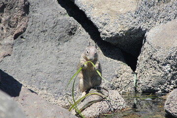 squirrel on the rock