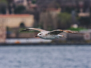 seagull flying in the sky