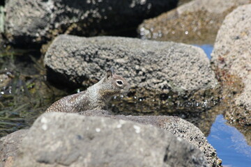 squirrel on the rock