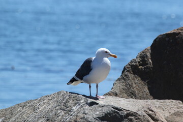 seagull on rock