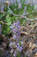 Photo of heather (Calluna vulgaris) close-up