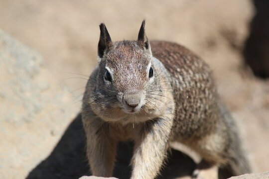 squirrel on the rock