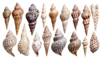 Collection of various seashells