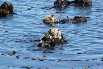 otter in the sea