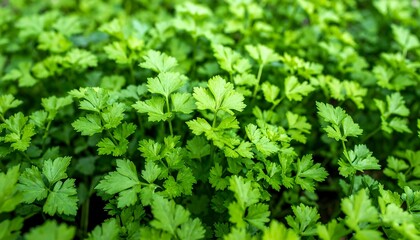 Fototapeta premium Close-up view of vibrant green parsley leaves, showcasing their texture and detail.