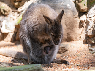 mother kangaroo with joey in pouch