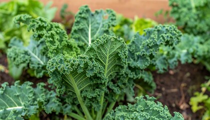 Close-up view of vibrant, leafy kale plants growing in a garden bed, showcasing texture.