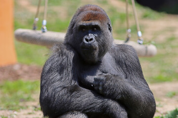 Powerful male gorilla sitting and eating