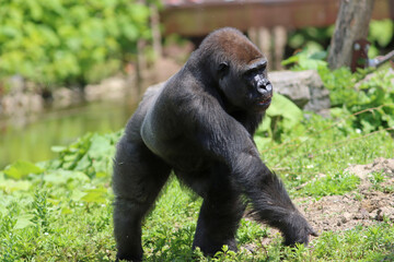 Silverback male gorilla walking