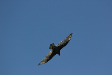 eagle in flight
