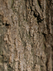 trunk of an old tree