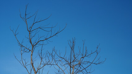 bare tree branches against a blue sky background