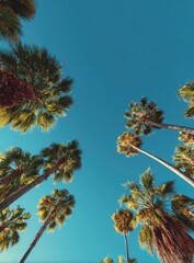 Low-angle view of numerous palm trees reaching towards a vibrant, clear blue sky