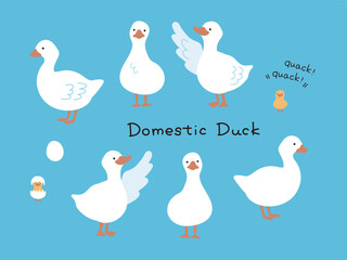 白い手描きのアヒルのイラストセット