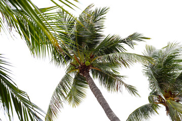 Fototapeta premium Tall coconut palm trees with fruits