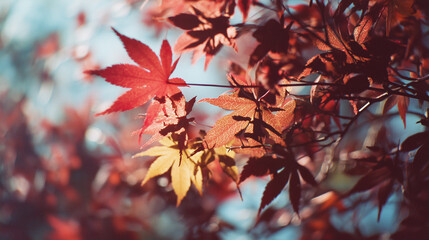Close-up of autumn maple leaves in fall foliage