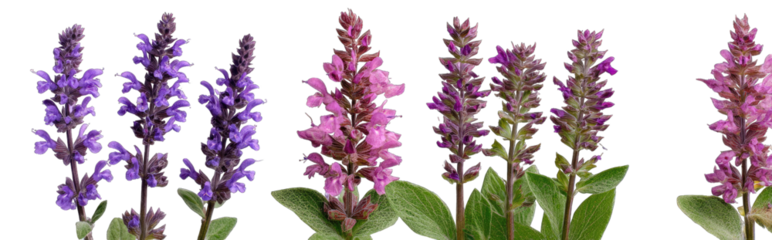 Vibrant purple and pink flowers against black background