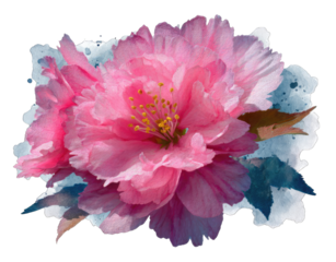 Pink cherry blossom close-up