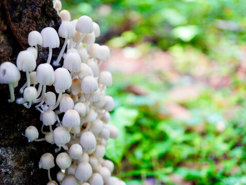 Small wild mushrooms growing together in clusters on a mossy log with bokeh background, representing the hidden wonders of the forest ecosystem