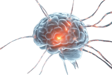 3D illustration of a brain with neural pathways