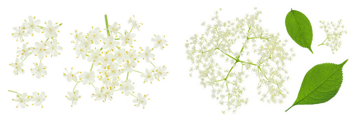 Elderberry flower or Sambucus nigra isolated on a white background.