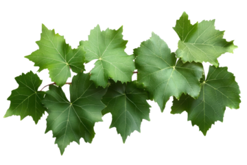 Wild grape vine leaves with green colors isolated on transparent background - PNG with high resolution