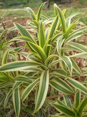 Dracaena reflexa plant - in Indonesia it's called Suji kuning, Suji hias, Suji variegata