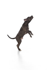 Playful pitbull puppy standing on hind legs jumping with joyful energy. Concept of pet activity, animal training, lifestyle, movement, fun and domestic companionship with energetic emotion.