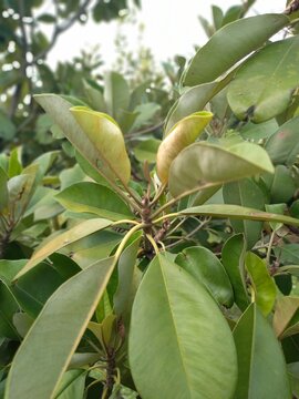 Manilkara kauki plant, Also know as Caqui or Sawo kecik
