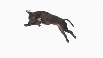 Obraz premium Puppy leaping in mid air isolated on white background with dynamic motion. Concept of energy, animal movement, play, training, lifestyle and domestic pet joy with expressive emotion.