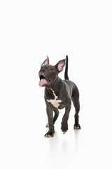 Playful pitbull puppy walking forward with open mouth and excited expression. Concept of animal energy, training, lifestyle, veterinary health check, adoption and companionship with joyful mood.