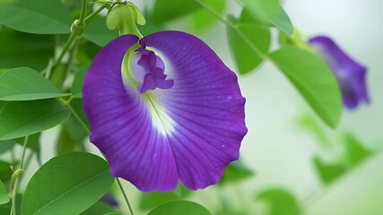 Close-up of a vibrant purple Asian pigeonwings flower amid green leaves against a soft, blurred background