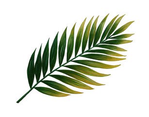 Fototapeta premium Detailed illustration of a palm leaf