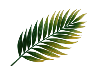 Detailed illustration of a palm leaf