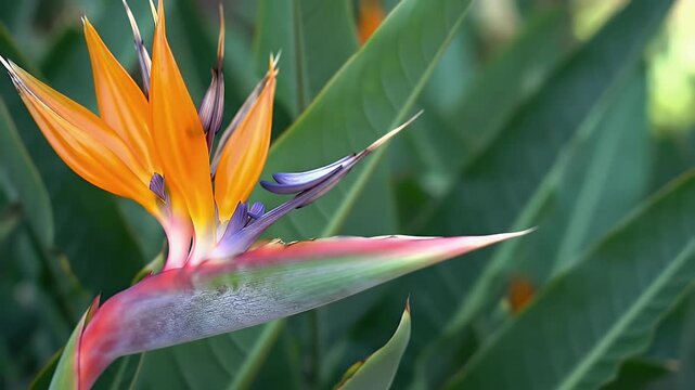 Colorful Bird of Paradise flower in bloom with vibrant hues and lush green leaves in soft focus background