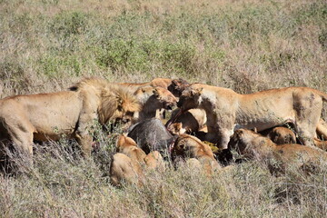 Manada de leones comiendo