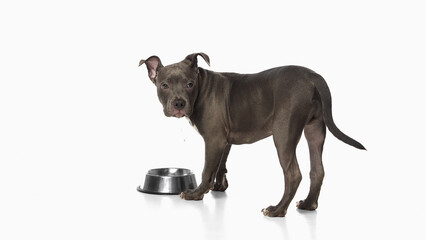 Pitbull puppy standing near food bowl looking at camera with curious emotion. Concept of veterinary feeding, animal health, domestic nutrition, growth and pet care.