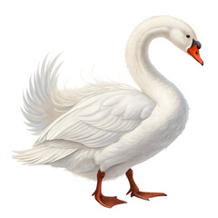 Obraz premium A white swan stands gracefully with its feathers fluffed. The bird has an elegant neck and orange beak, showcasing its beauty against a black background.