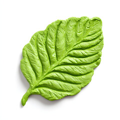 green plasticine leaf isolated on white background