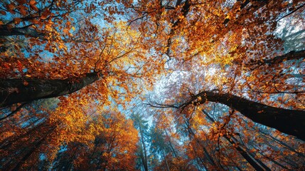 Looking up at vivid orange autumn leaves on tall trees against a blue sky